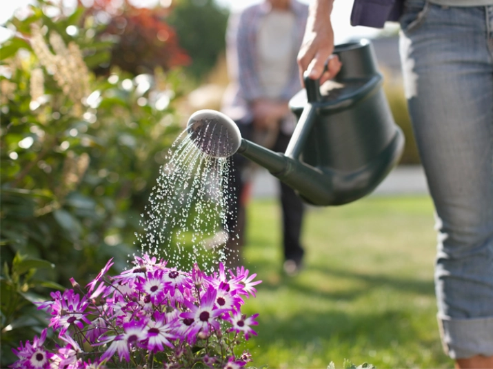 How to look after your garden in a heatwave
